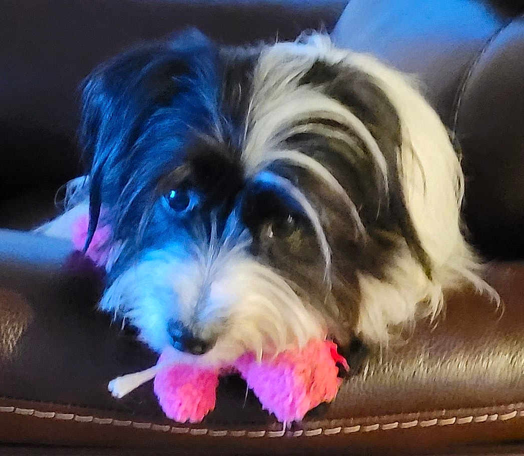 Buddy is registered to the contest to win money with this photo: dog, black_and_white, toy, pink, leather, pet, cute, indoor, resting, animal, fur, snout, ears, closeup, domestic_animal, face, playful, companion, looking_up, couch