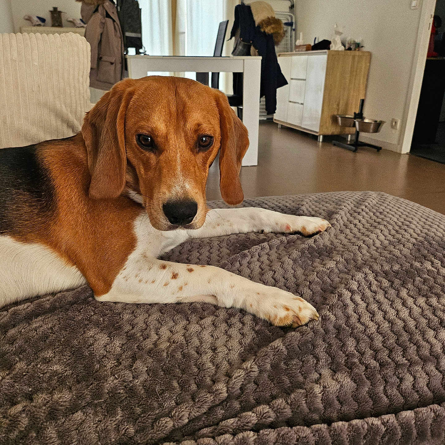 Paco