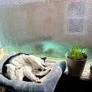 Phoebe Rue joined the competition — help win amazing prizes! cat, black_and_white_cat, cat_bed, window, textured_glass, sunlight, plant, potted_plant, grass, candles, windowsill, indoor, relaxing, stretching, pet, cozy, home, feline, daylight, resting