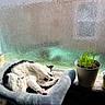 cat, black_and_white_cat, cat_bed, window, textured_glass, sunlight, plant, potted_plant, grass, candles, windowsill, indoor, relaxing, stretching, pet, cozy, home, feline, daylight, resting