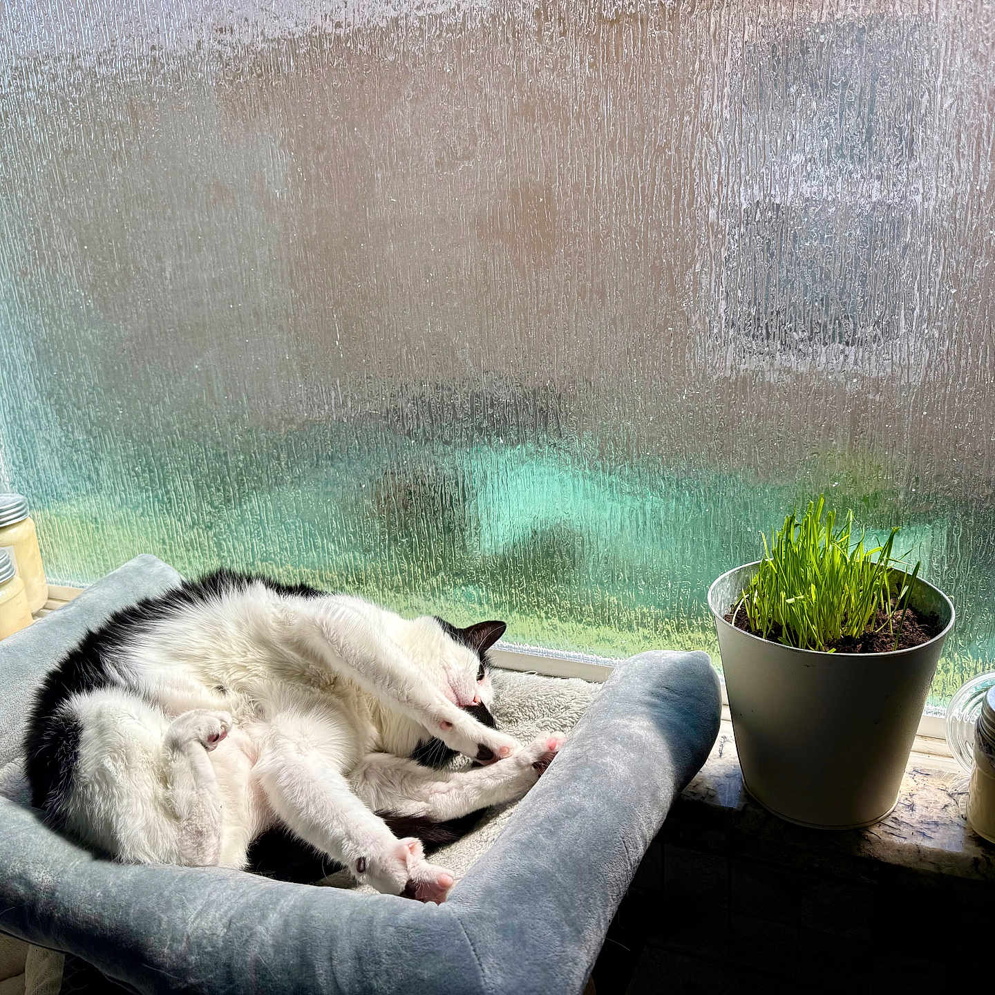 Phoebe Rue joined the competition — help win amazing prizes! cat, black_and_white_cat, cat_bed, window, textured_glass, sunlight, plant, potted_plant, grass, candles, windowsill, indoor, relaxing, stretching, pet, cozy, home, feline, daylight, resting