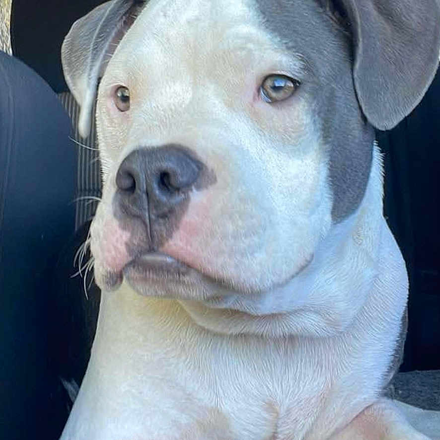 Jack is registered to the contest to win money with this photo: dog, canine, pet, animal, indoor, vehicle, car_interior, seat, blanket, white_fur, gray_fur, closeup, portrait, relaxed, sitting, paw, ears, nose, window, sunlight