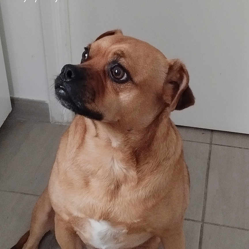 Rex participe au concours pour gagner de l'argent avec cette photo : accessories, advertisement, animal, boxer, bulldog, canine, chihuahua, dog, envelope, greetingcard, hound, labradorretriever, mail, pet, poster, pug, puppy, snout, strap, text