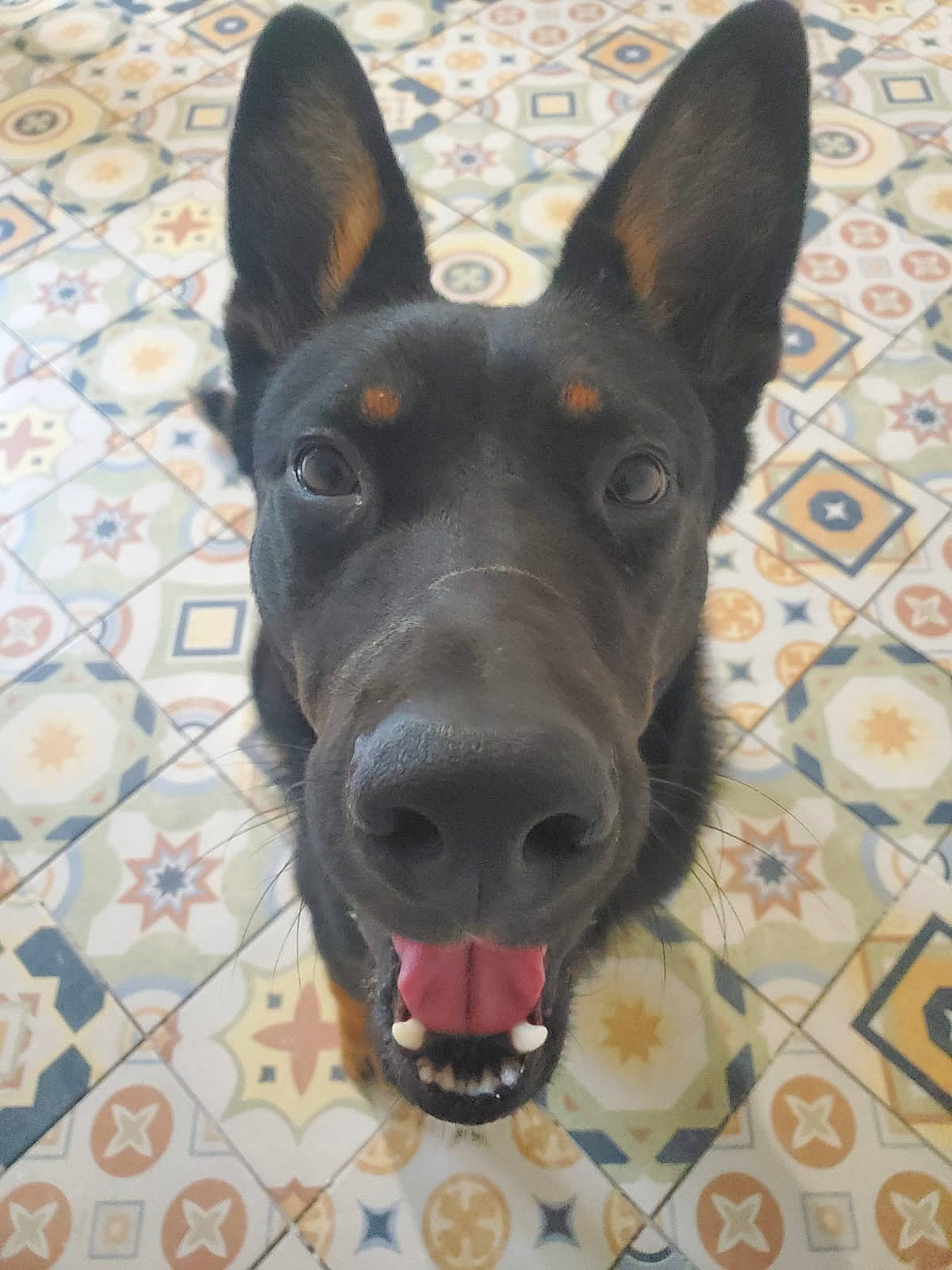 Ragnar participe au concours pour gagner de l'argent avec cette photo : ancient_dog_breeds, canidae, carnivore, companion_dog, dog, dog_breed, ear, guard_dog, non_sporting_group, snout, sporting_group, terrestrial_animal, whiskers, working_animal, working_dog