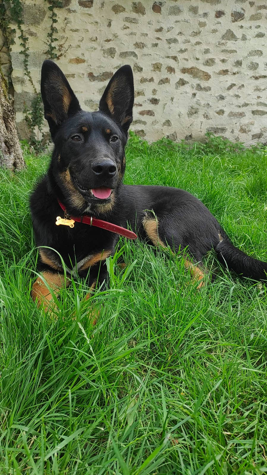 Ragnar participe au concours pour gagner de l'argent avec cette photo : art, black_norwegian_elkhound, canidae, carnivore, companion_dog, dog, dog_breed, dog_collar, dog_supply, east_european_shepherd, grass, guard_dog, herding_dog, hunting_dog, king_shepherd, plant, snout, sporting_group, working_animal, working_dog