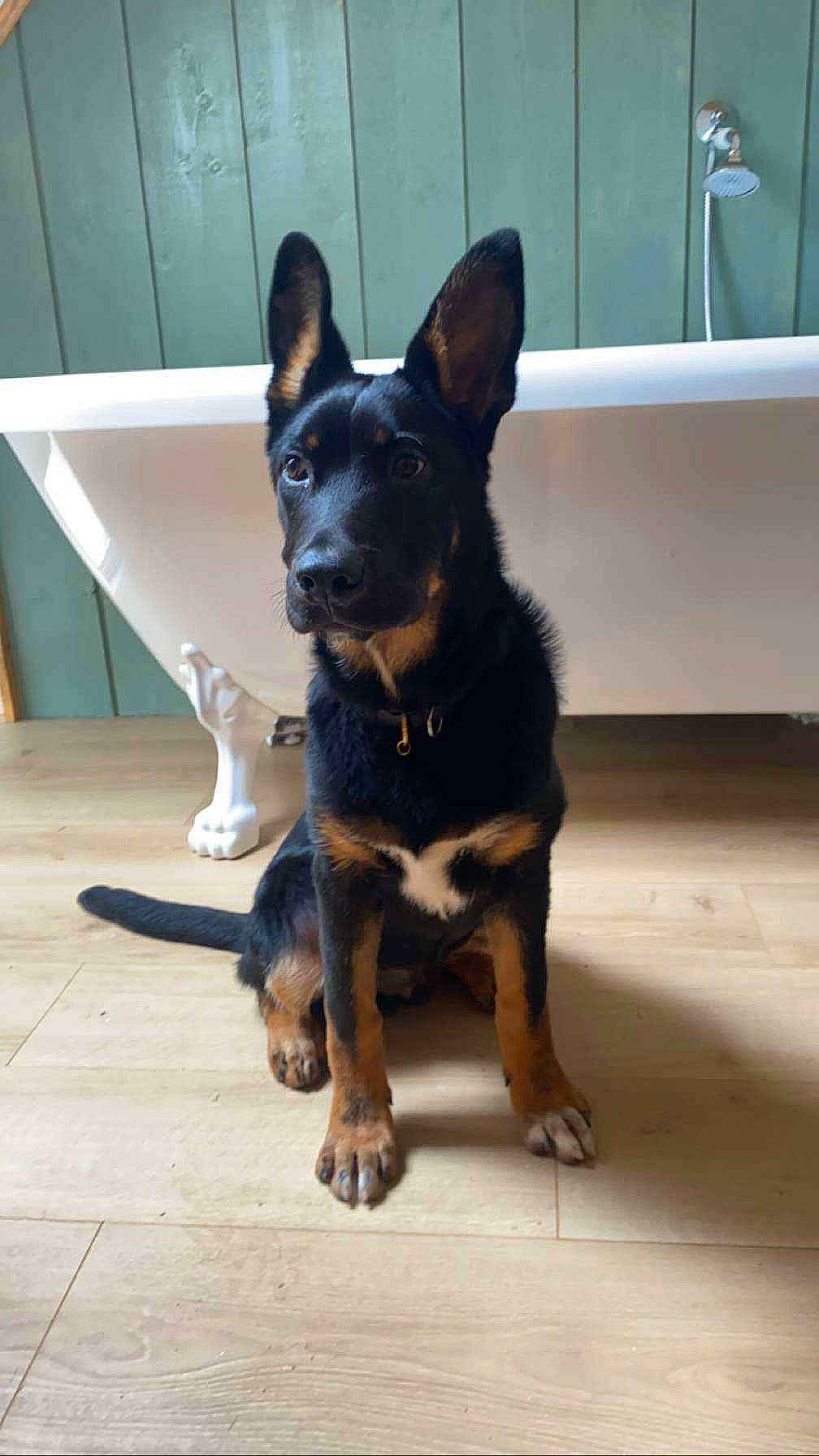 Ragnar participe au concours pour gagner de l'argent avec cette photo : bathtub, canidae, carnivore, companion_dog, dog, dog_breed, flooring, fur, guard_dog, herding_dog, snout, sporting_group, vertebrate, working_animal, working_dog