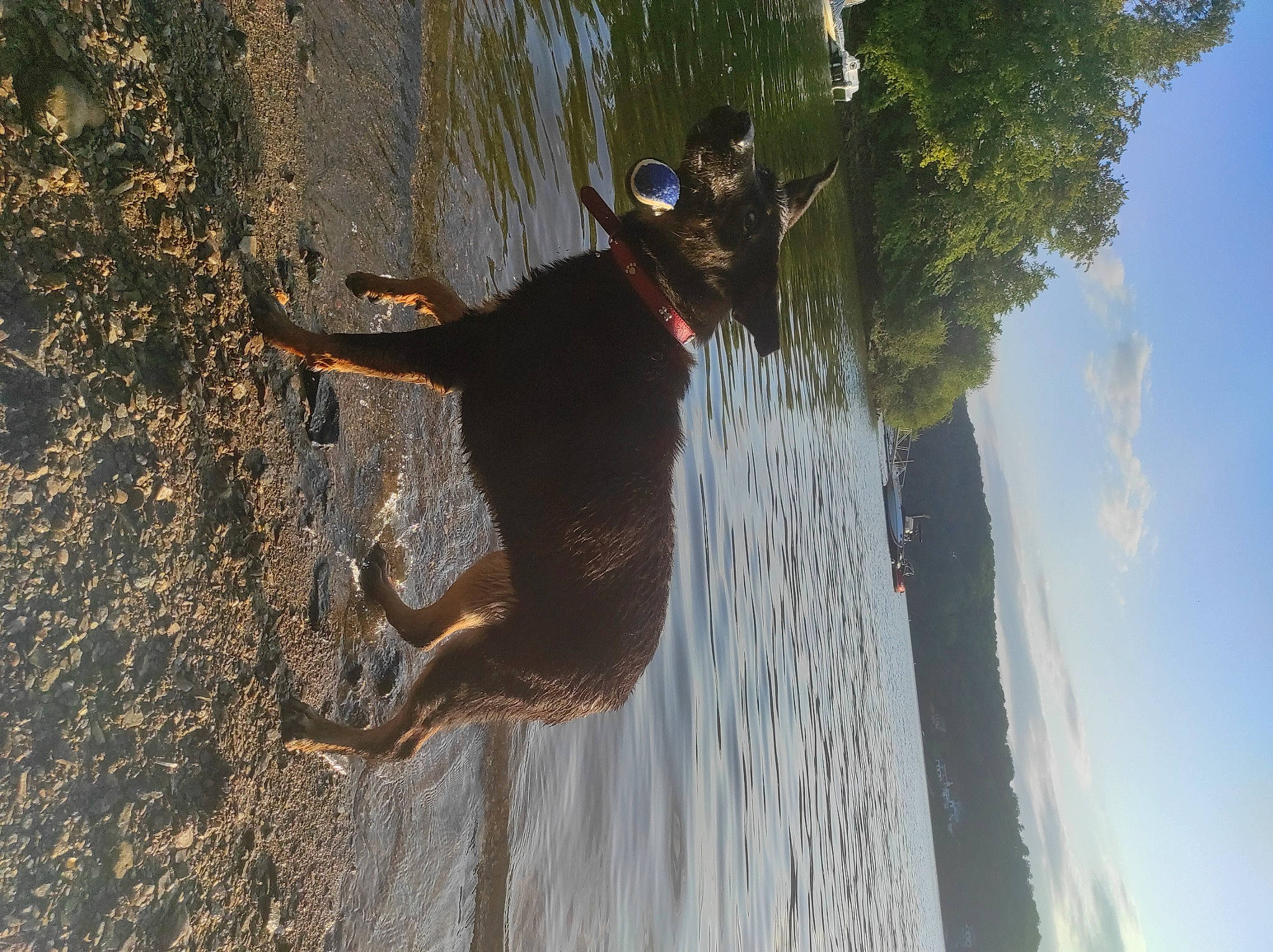 Ragnar a rejoint le concours — aidez-le/la à gagner de superbes lots ! canidae, carnivore, cloud, dog, dog_breed, fawn, fun, happy, lake, leisure, plant, recreation, sky, sporting_group, sunlight, tail, tree, water, wood, working_animal