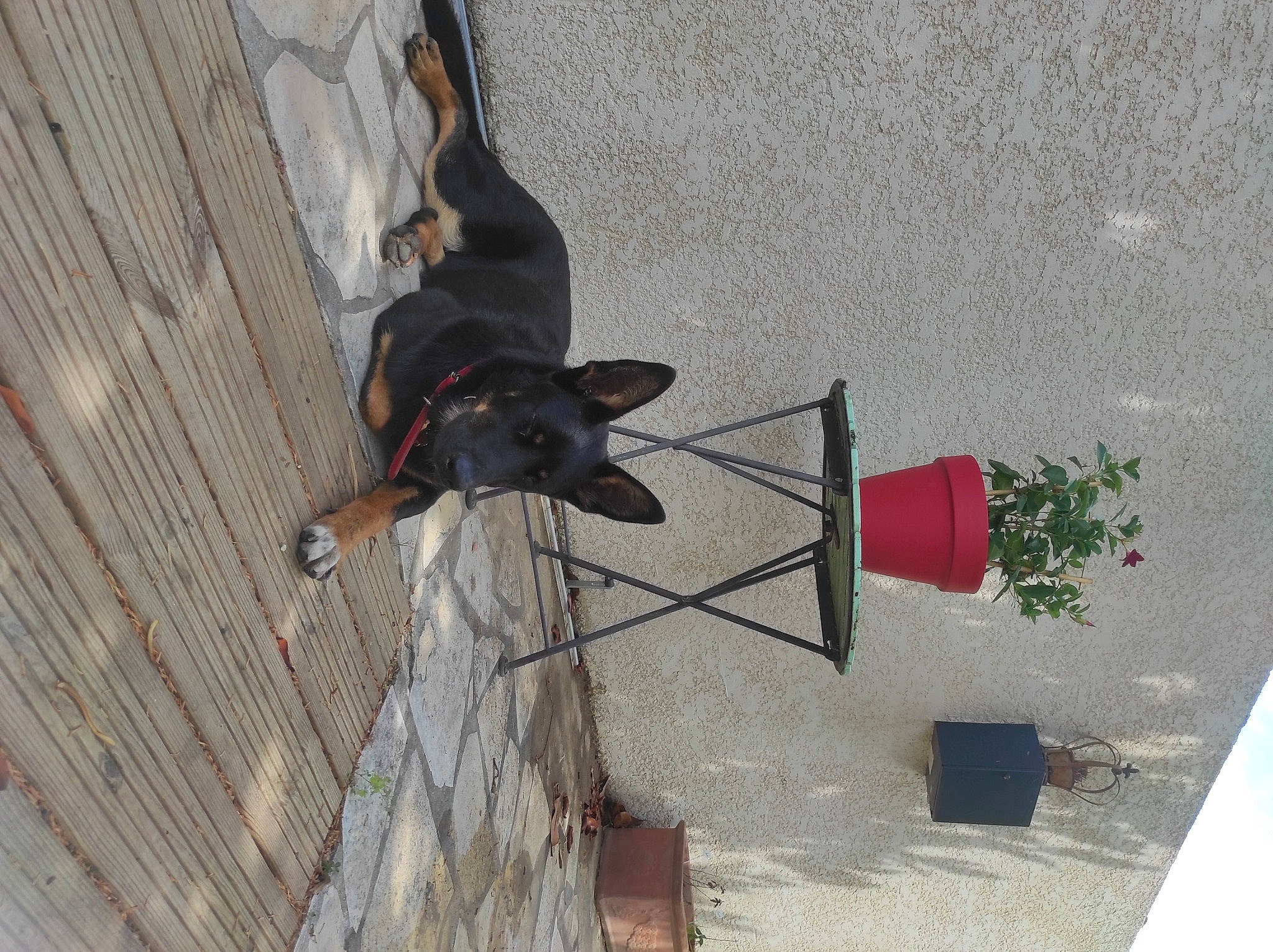 Ragnar participe au concours pour gagner de l'argent avec cette photo : carmine, collar, concrete, coquelicot, dog, dog_breed, dog_collar, dog_supply, door, flowerpot, guard_dog, houseplant, leash, pet_supply, plant, shadow, wood, working_animal, working_dog