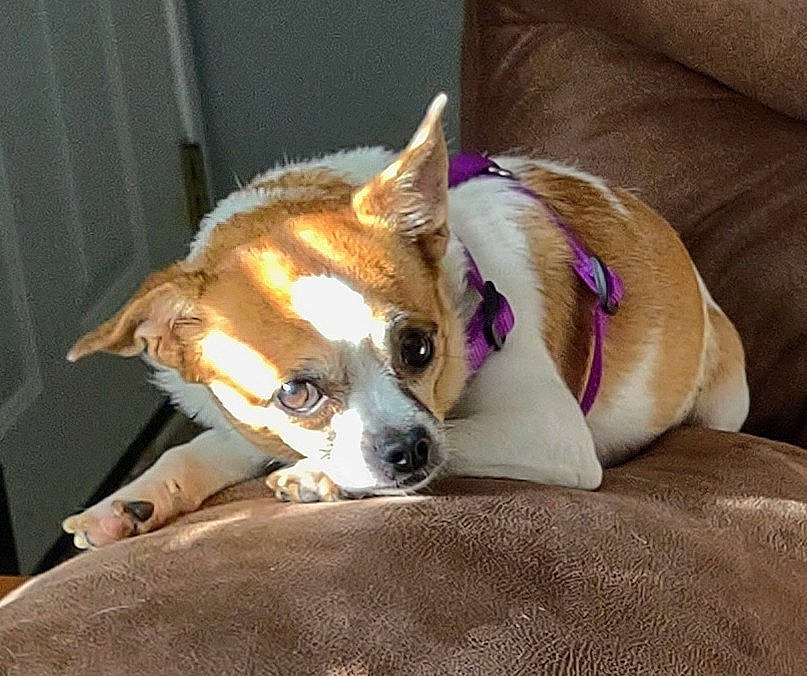 Chichi is registered to the contest to win money with this photo: canidae, carnivore, chihuahua, collar, comfort, companion_dog, dog, dog_breed, dog_supply, fawn, fur, non_sporting_group, paw, snout, sporting_group, terrestrial_animal, toy_dog, whiskers, working_animal