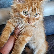 Garfild a rejoint le concours — aidez-le/la à gagner de superbes lots ! animal, bracelet, cat, close_up, cute, domestic_cat, feline, fluffy, fur, green_eyes, hand, holding, indoor, kitten, orange_cat, pet, portrait, tattoo, whiskers, young_cat