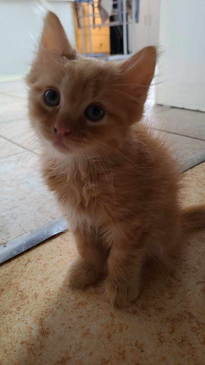 Garfild participe au concours pour gagner de l'argent avec cette photo : animal, blur, cat, closeup, curious, cute, domestic, ears, feline, floor, furry, home, indoor, kitten, orange_cat, pet, small, tail, whiskers, young