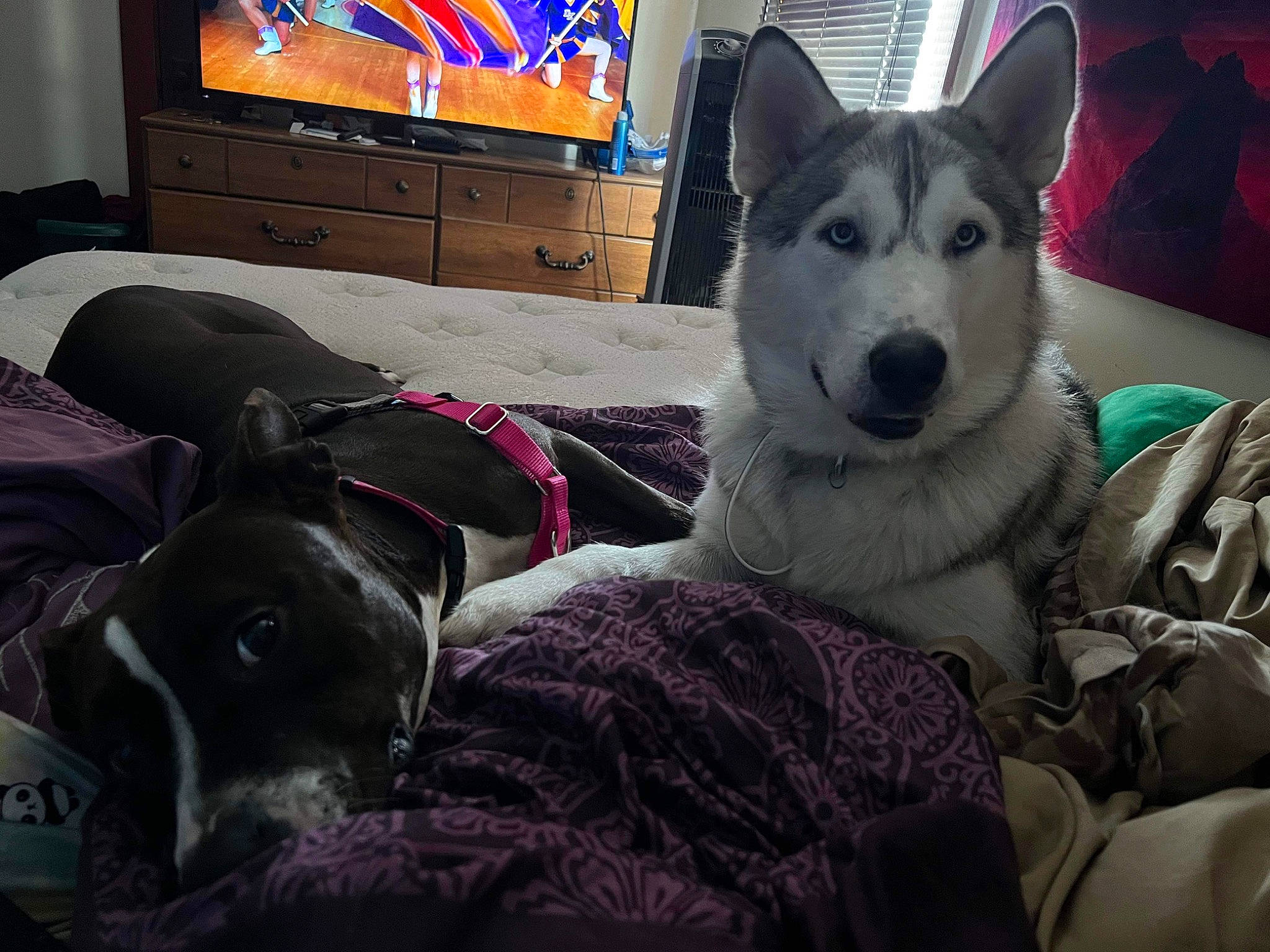 Mango is registered to the contest to win money with this photo: canidae, carnivore, comfort, companion_dog, couch, dog, dog_breed, fur, grey, herding_dog, picture_frame, siberian_husky, sitting, sled_dog, snout, sporting_group, television, whiskers, wolf, working_animal