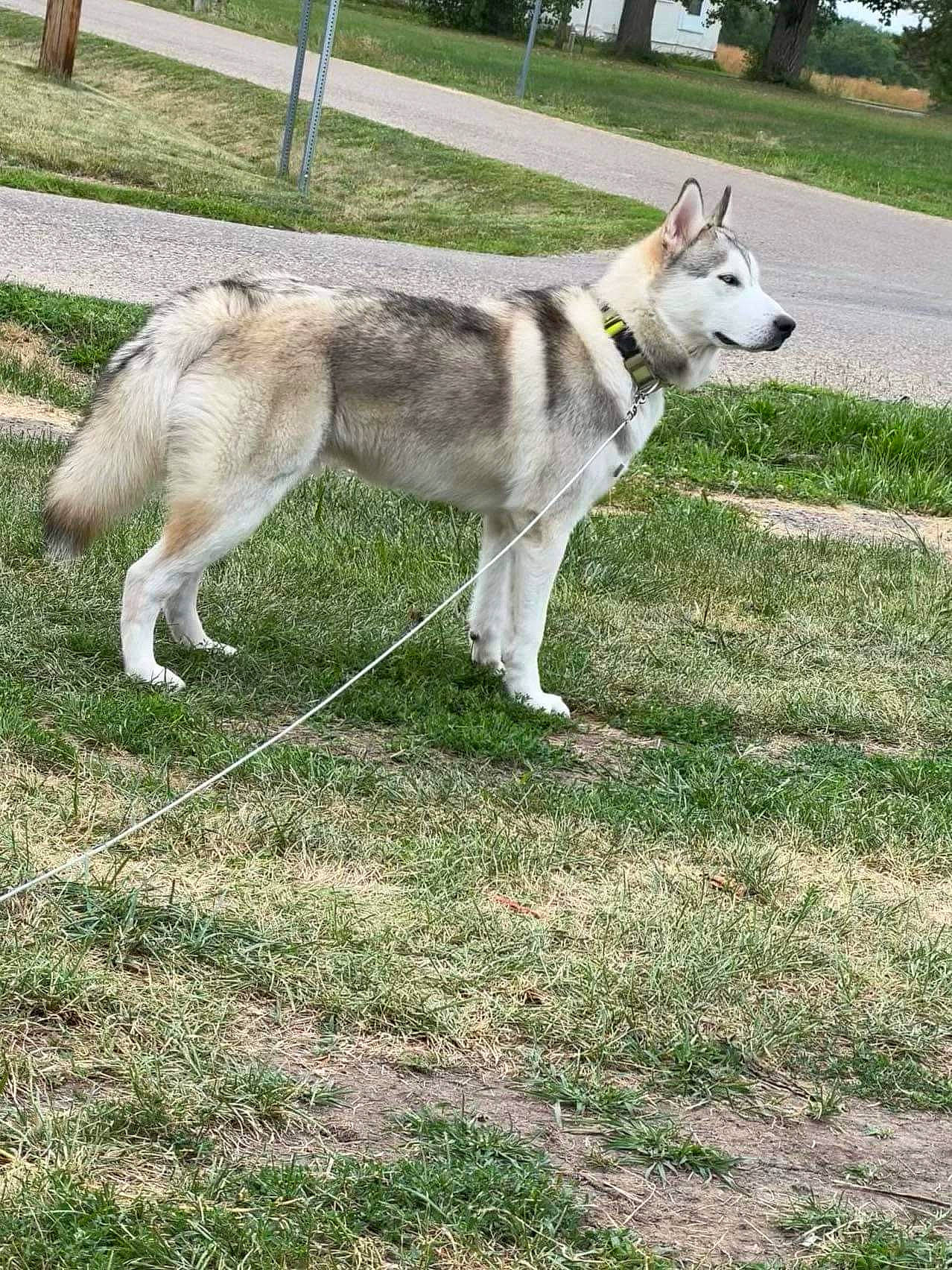 Mango joined the competition — help win amazing prizes! canidae, carnivore, collar, companion_dog, dog, dog_breed, fence, grass, non_sporting_group, pet_supply, plant, siberian_husky, sporting_group, sulimov_dog, tail, terrestrial_animal, tree, working_animal, working_dog