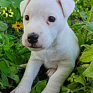 Luna joined the competition — help win amazing prizes! animal, boxer, bulldog, canine, daisy, dog, flower, geranium, grass, green, herbal, herbs, hound, labradorretriever, leaf, pet, petal, plant, puppy, whitedog