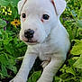 animal, boxer, bulldog, canine, daisy, dog, flower, geranium, grass, green, herbal, herbs, hound, labradorretriever, leaf, pet, petal, plant, puppy, whitedog