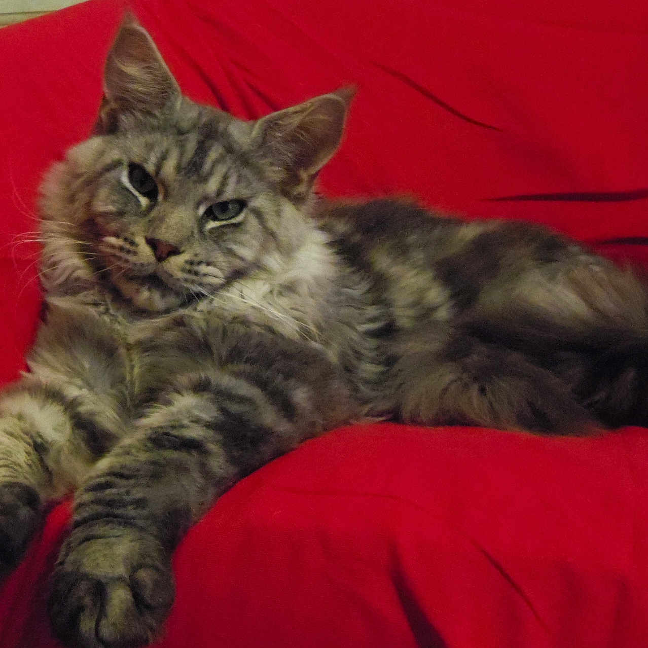Nikito