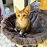 cat, kitten, ginger_cat, orange_tabby, pet, animal, feline, sitting, wide_eyes, whiskers, ears, pink_nose, fur, cat_tree, hammock, scratching_post, blanket, indoor, home, portrait