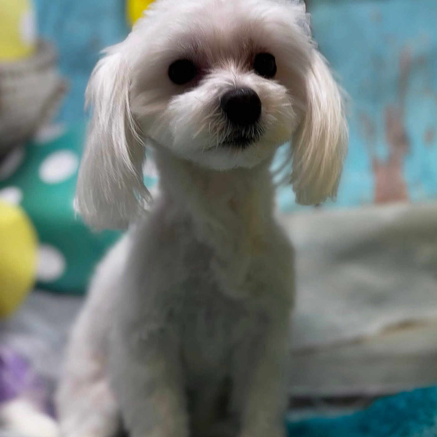 Piper