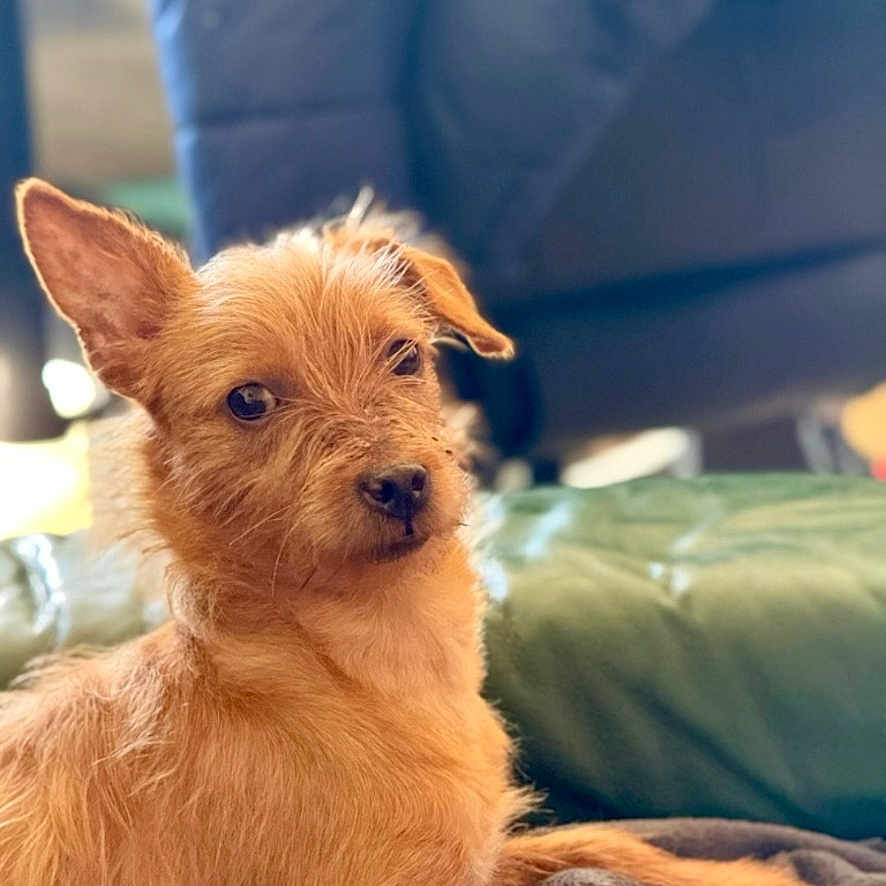 Rio participe au concours pour gagner de l'argent avec cette photo : affenpinscher, airedale, animal, boy, canine, child, couch, cushion, dog, furniture, homedecor, indoors, male, number, person, pet, puppy, terrier, text, whitedog