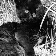 Minette participe au concours pour gagner de l'argent avec cette photo :