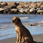 Blue participe au concours pour gagner de l'argent avec cette photo : dog, golden_retriever, wet_dog, beach, sand, ocean, waves, rocks, sitting, portrait, outdoors, sunlight, water, fur, paws, muzzle, shore, reflection, horizon, pet