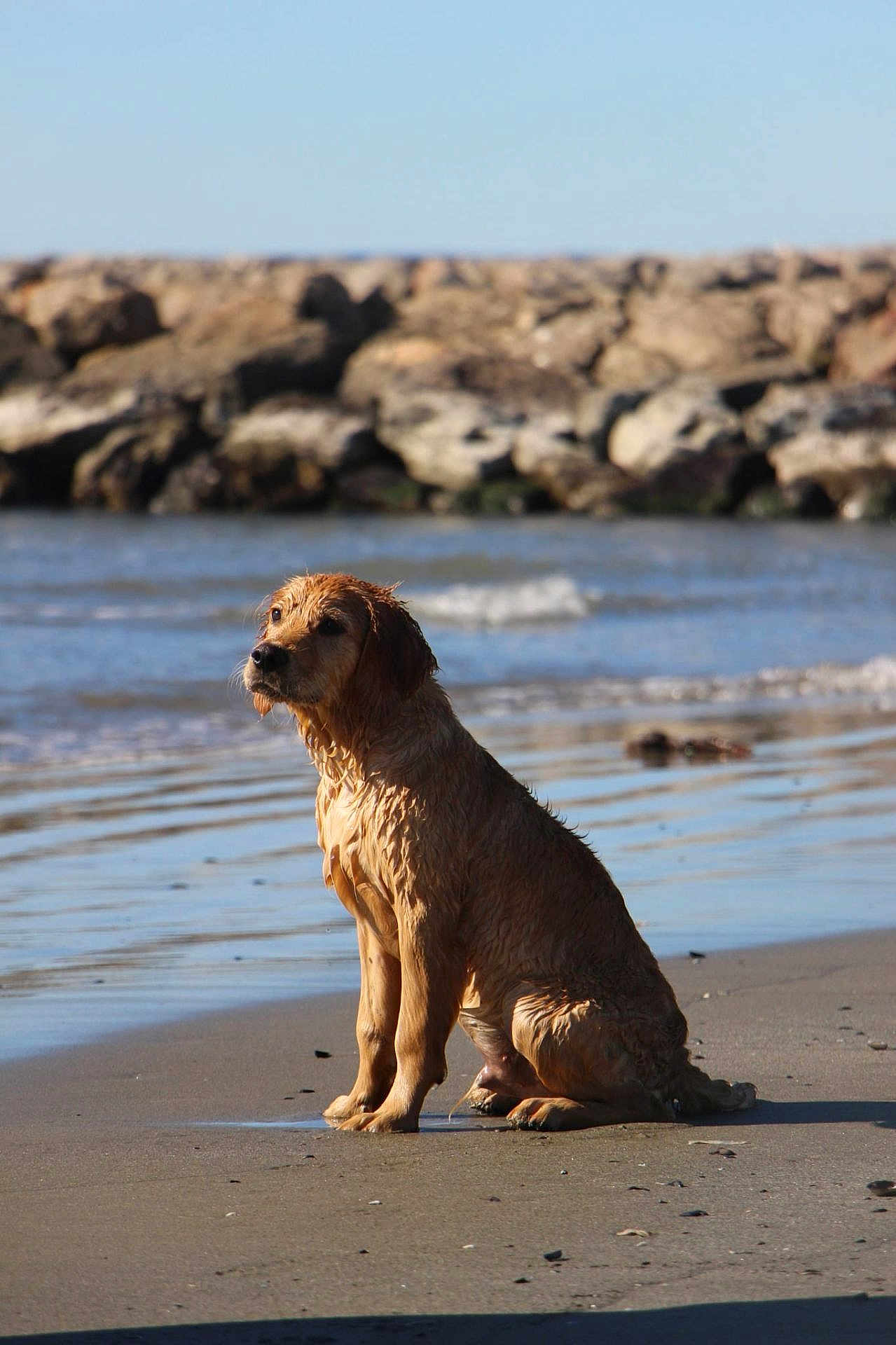 Blue participe au concours pour gagner de l'argent avec cette photo : dog, golden_retriever, wet_dog, beach, sand, ocean, waves, rocks, sitting, portrait, outdoors, sunlight, water, fur, paws, muzzle, shore, reflection, horizon, pet