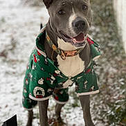 Scarlett joined the competition — help win amazing prizes! dog, animal, snow, outdoor, pet, winter, coat, green, holiday, smiling, canine, playful, fur, collar, snowflakes, portrait, happy, standing, nature, cold