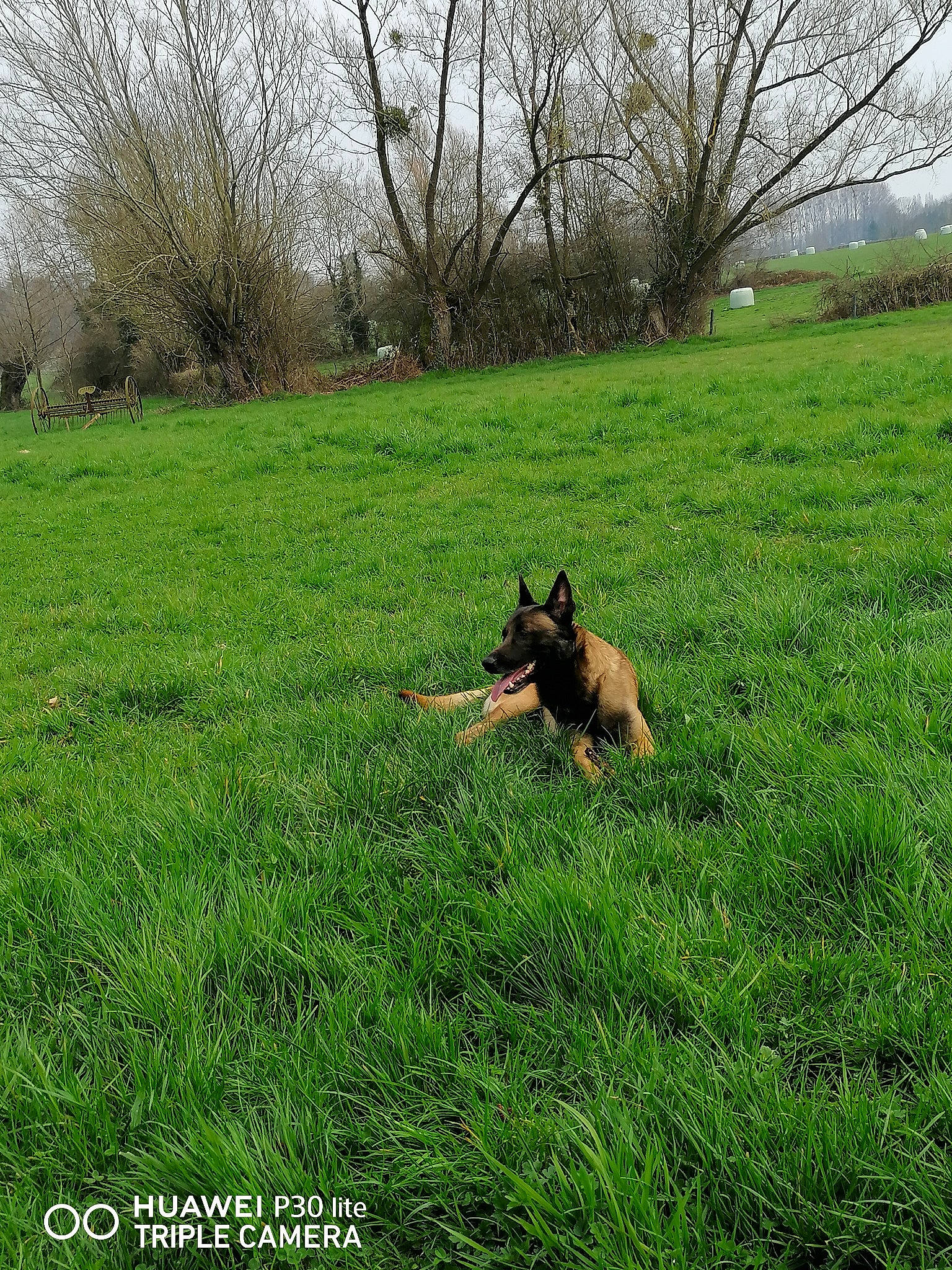 Lucky a rejoint le concours — aidez-le/la à gagner de superbes lots ! carnivore, companion_dog, dog, dog_breed, fawn, german_shepherd_dog, grass, grass_family, grassland, groundcover, herding_dog, landscape, meadow, natural_landscape, old_german_shepherd_dog, people_in_nature, plain, plant, sky, tree