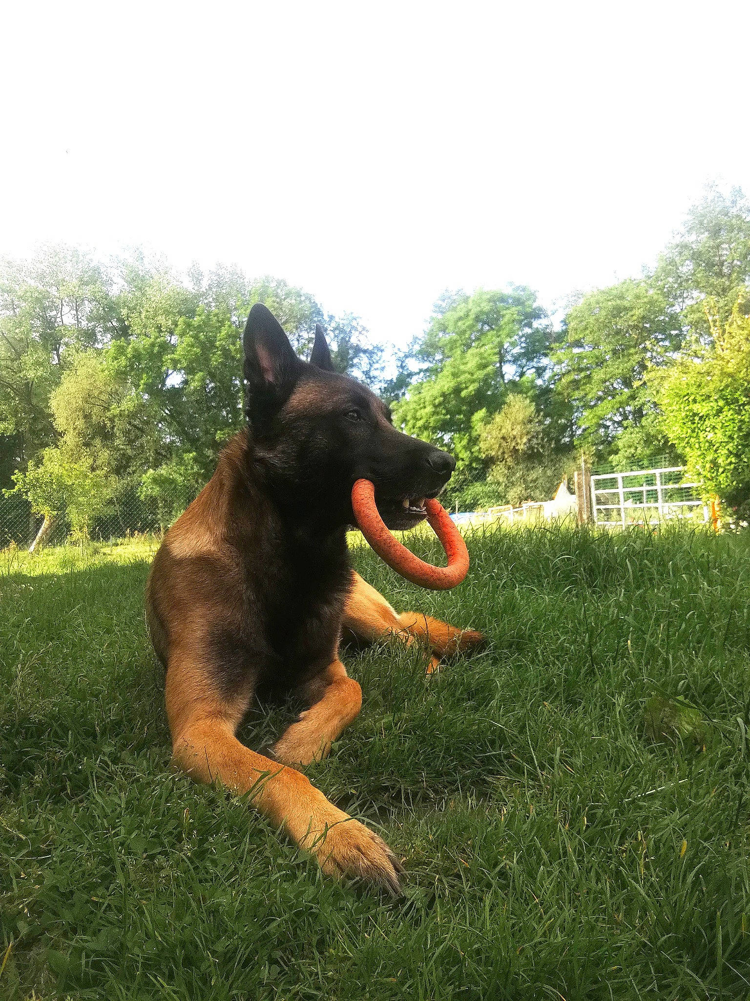 Lucky a rejoint le concours — aidez-le/la à gagner de superbes lots ! airedale_terrier, canidae, carnivore, collar, companion_dog, dog, dog_breed, east_european_shepherd, fawn, german_shepherd_dog, grass, herding_dog, old_german_shepherd_dog, plant, sky, snout, sporting_group, tail, tree, working_animal