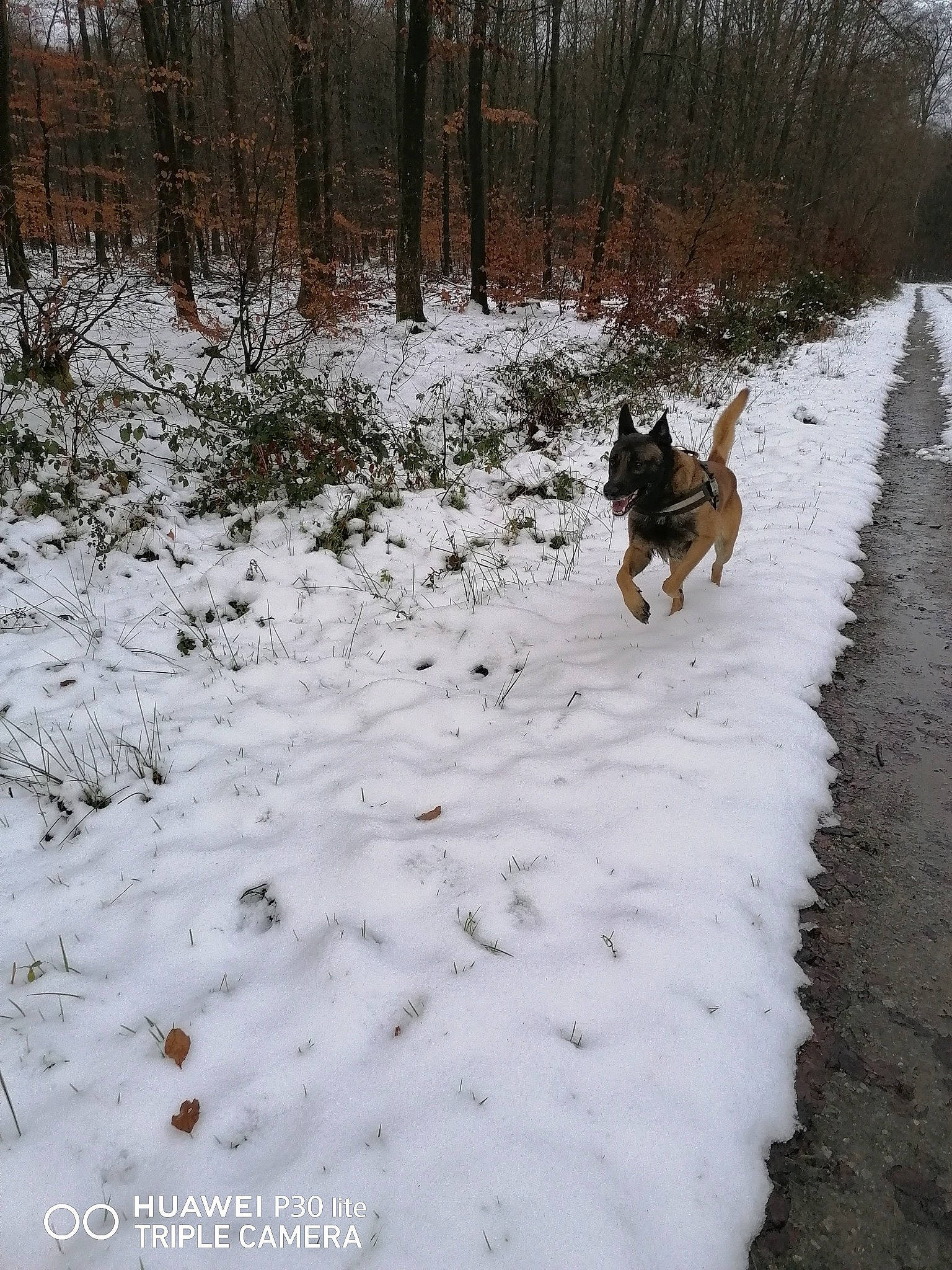 Lucky participe au concours pour gagner de l'argent avec cette photo : carnivore, companion_dog, dog, dog_breed, dog_walking, fawn, freezing, geological_phenomenon, pet_supply, plant, recreation, slope, snow, sporting_group, tail, tree, twig, wildlife, winter, working_dog