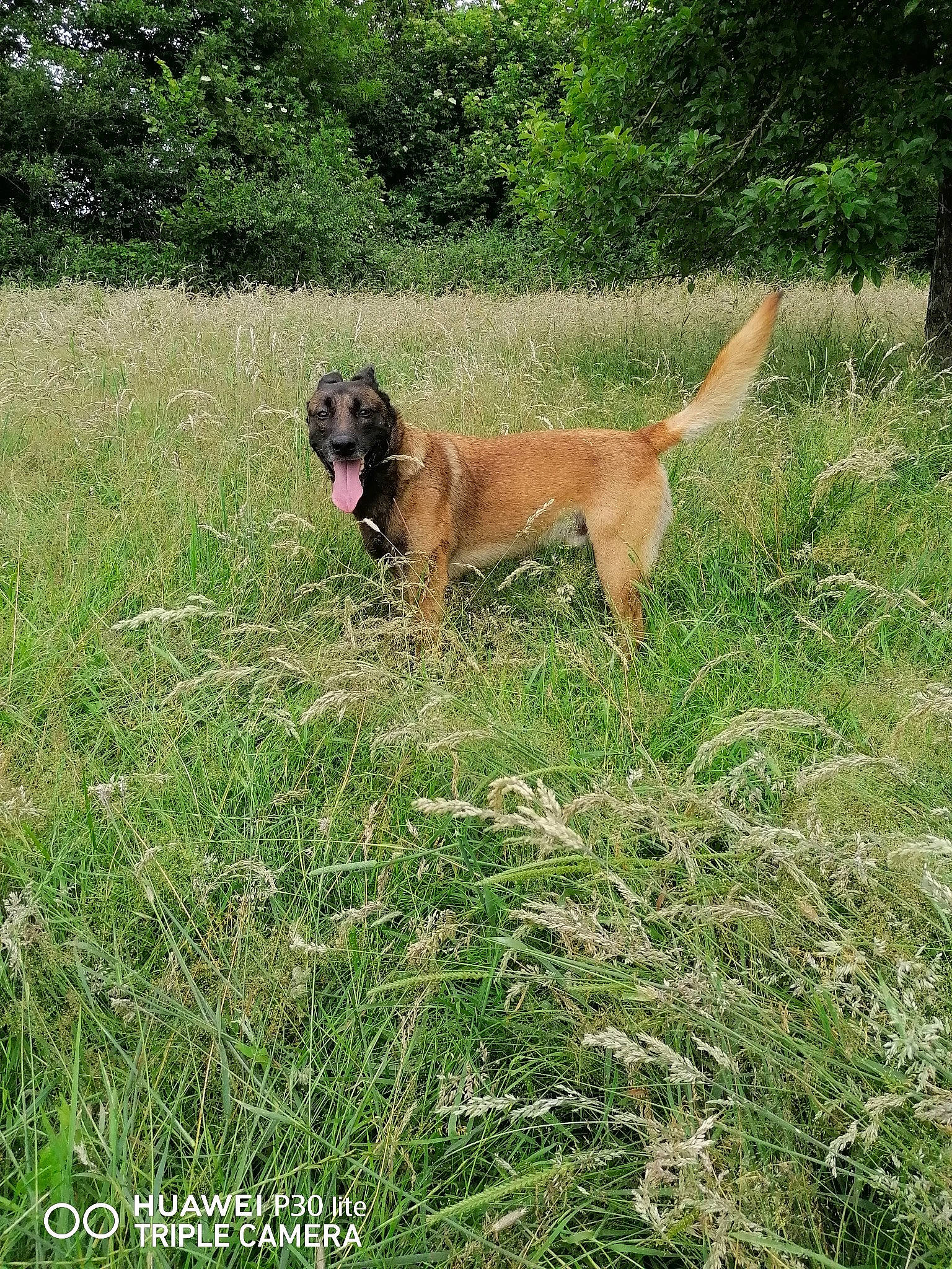 Lucky a rejoint le concours — aidez-le/la à gagner de superbes lots ! canidae, carnivore, collar, companion_dog, dog, dog_breed, dog_collar, fawn, grass, grassland, gun_dog, liver, pasture, plant, prairie, sporting_group, tail, terrestrial_animal, tree, working_animal