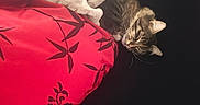 Billie a rejoint le concours — aidez-le/la à gagner de superbes lots ! cat, tabby_cat, blanket, pillow, red_pillow, floral_pattern, sleeping, resting, cozy, indoor, pet, fur, whiskers, ear, face, black_background, soft_texture, comfort, relaxation, quiet