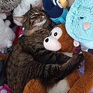Billie a rejoint le concours — aidez-le/la à gagner de superbes lots ! cat, tabby, stuffed_animals, plush, monkey, bluebird, cuddling, cozy, indoor, soft, brown, white, pink, toy, sleepy, pet, furry, cute, animal, relaxed