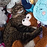 cat, tabby, stuffed_animals, plush, monkey, bluebird, cuddling, cozy, indoor, soft, brown, white, pink, toy, sleepy, pet, furry, cute, animal, relaxed