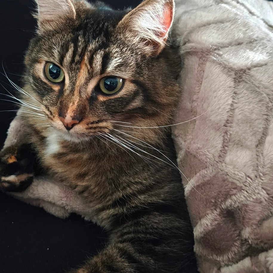 Billie a rejoint le concours — aidez-le/la à gagner de superbes lots ! cat, tabby, pet, animal, feline, whiskers, ears, eyes, blanket, cozy, fur, resting, cute, indoor, soft, snuggled, closeup, relaxed, comfortable, portrait