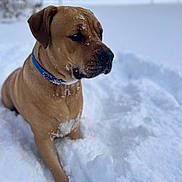 Annie is registered to the contest to win money with this photo: alone, animal, background_blur, blue_collar, brown_dog, canine, cold, daylight, dog, fur, mammal, nature, outdoor, pet, quiet, serene, side_view, snow, snowy_ground, winter