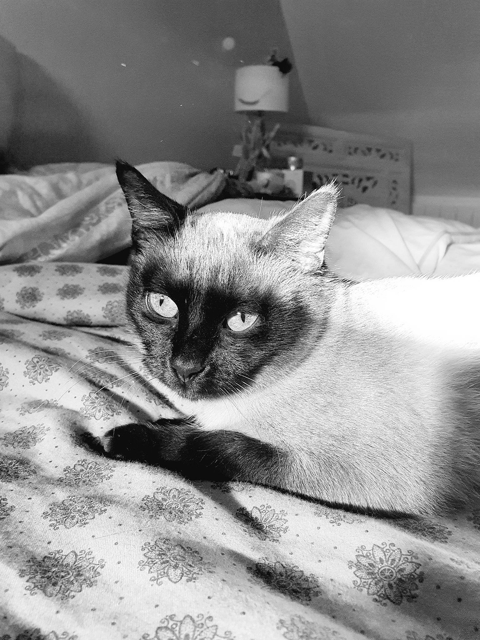Ondine participe au concours pour gagner de l'argent avec cette photo : carnivore, cat, close_up, comfort, ear, eye, eyelash, fawn, felidae, fur, grey, head, human_body, iris, linens, monochrome_photography, siamese, small_to_medium_sized_cats, snout, whiskers