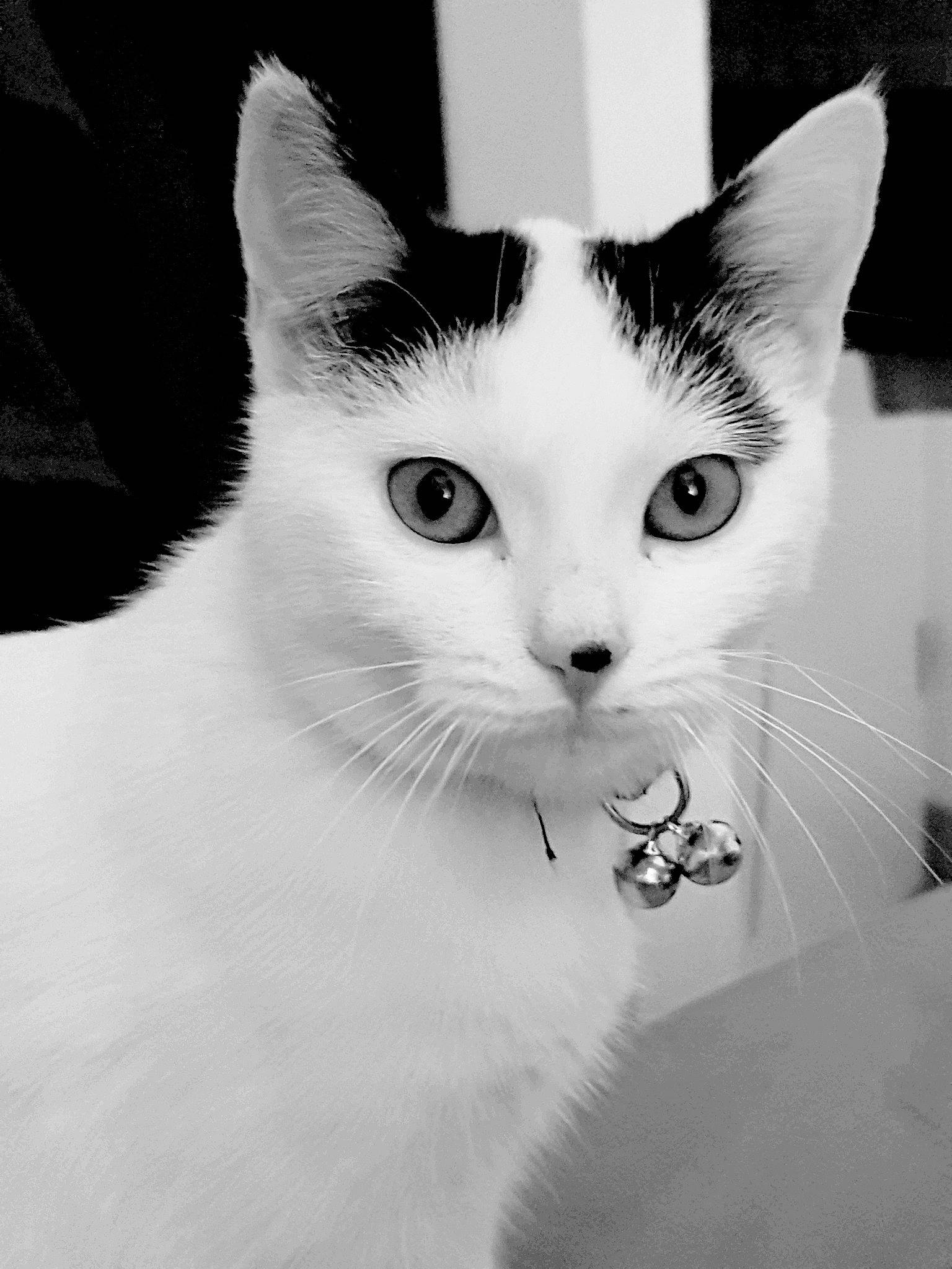 Cali participe au concours pour gagner de l'argent avec cette photo : aegean_cat, black, black_and_white, cat, cat_like_mammal, domestic_short_haired_cat, eye, face, fur, headwear, khao_manee, kitten, mammal, monochrome, monochrome_photography, nose, organ, person, small_to_medium_sized_cats, snout