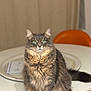 cat, fluffy, green_eyes, table, indoor, furniture, plate, orange_chair, pet, animal, domestic_cat, portrait, sitting, feline, fur, whiskers, cute, looking_at_camera, household, tabby