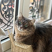Pêche a rejoint le concours — aidez-le/la à gagner de superbes lots ! cat, gray_cat, window, green_eyes, woven_box, indoor, pet, fur, relaxed, natural_light, close_up, domestic_animal, feline, decor, ornate_window, still_life, cute, animal_portrait, resting, home