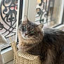cat, gray_cat, window, green_eyes, woven_box, indoor, pet, fur, relaxed, natural_light, close_up, domestic_animal, feline, decor, ornate_window, still_life, cute, animal_portrait, resting, home