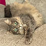 animal, cat, close_up, comfortable, couch, cozy, cute, domestic_animal, feline, fluffy, gray_cat, green_eyes, household, indoor, pet, relaxed, resting, soft_fur, stretching, whiskers