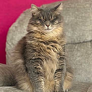 Pêche participe au concours pour gagner de l'argent avec cette photo : armchair, cat, closed_eyes, cozy, cute, domestic_animal, feline, fluffy, fur, furniture, gray, home, indoor, pet, pink_background, portrait, relaxed, sitting, soft, whiskers