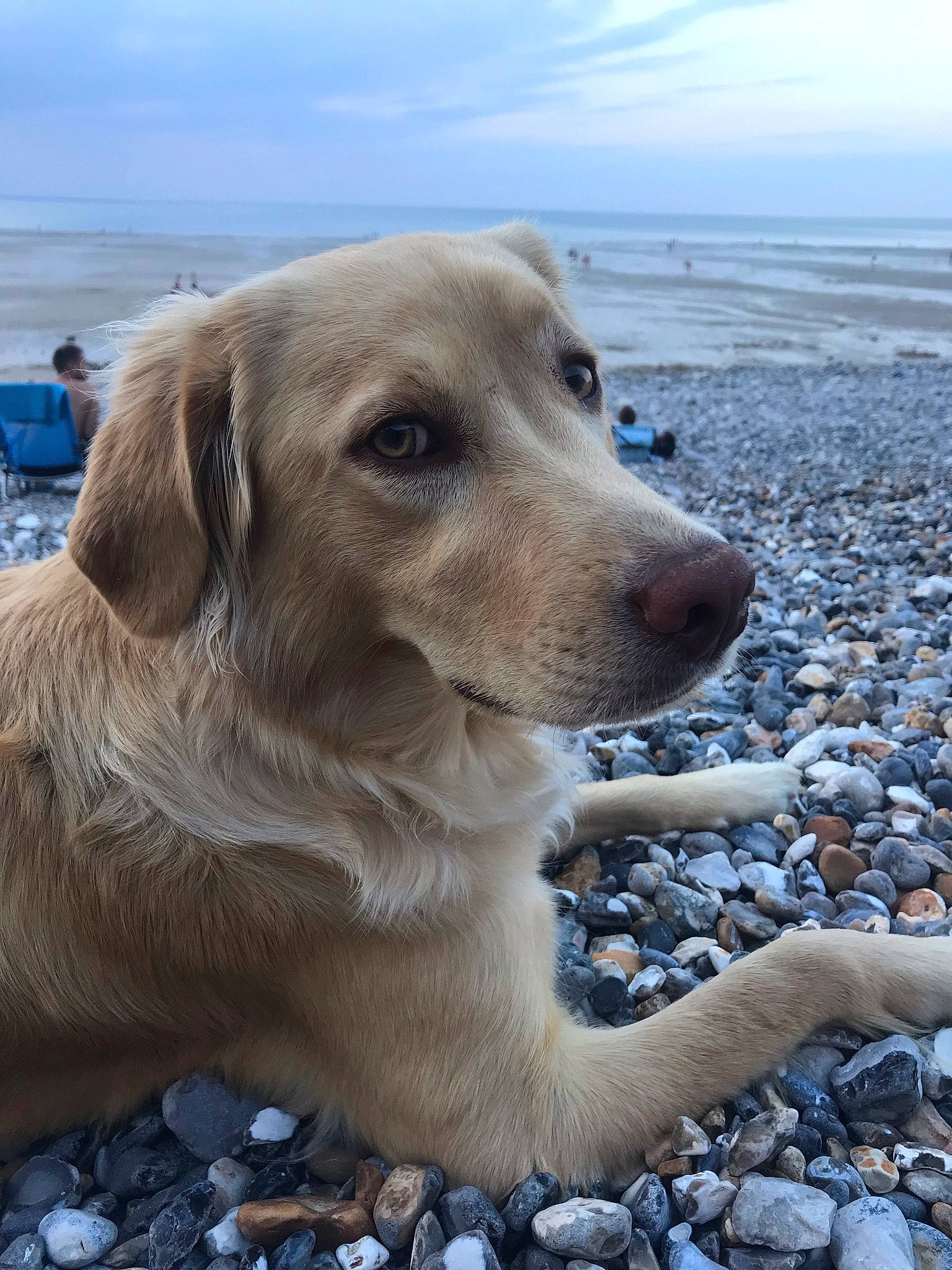 Ruby participe au concours pour gagner de l'argent avec cette photo : beach, canidae, carnivore, cloud, companion_dog, dog, dog_breed, fawn, golden_retriever, gun_dog, horizon, ocean, retriever, sky, snout, sporting_group, water, whiskers, wind_wave, working_animal