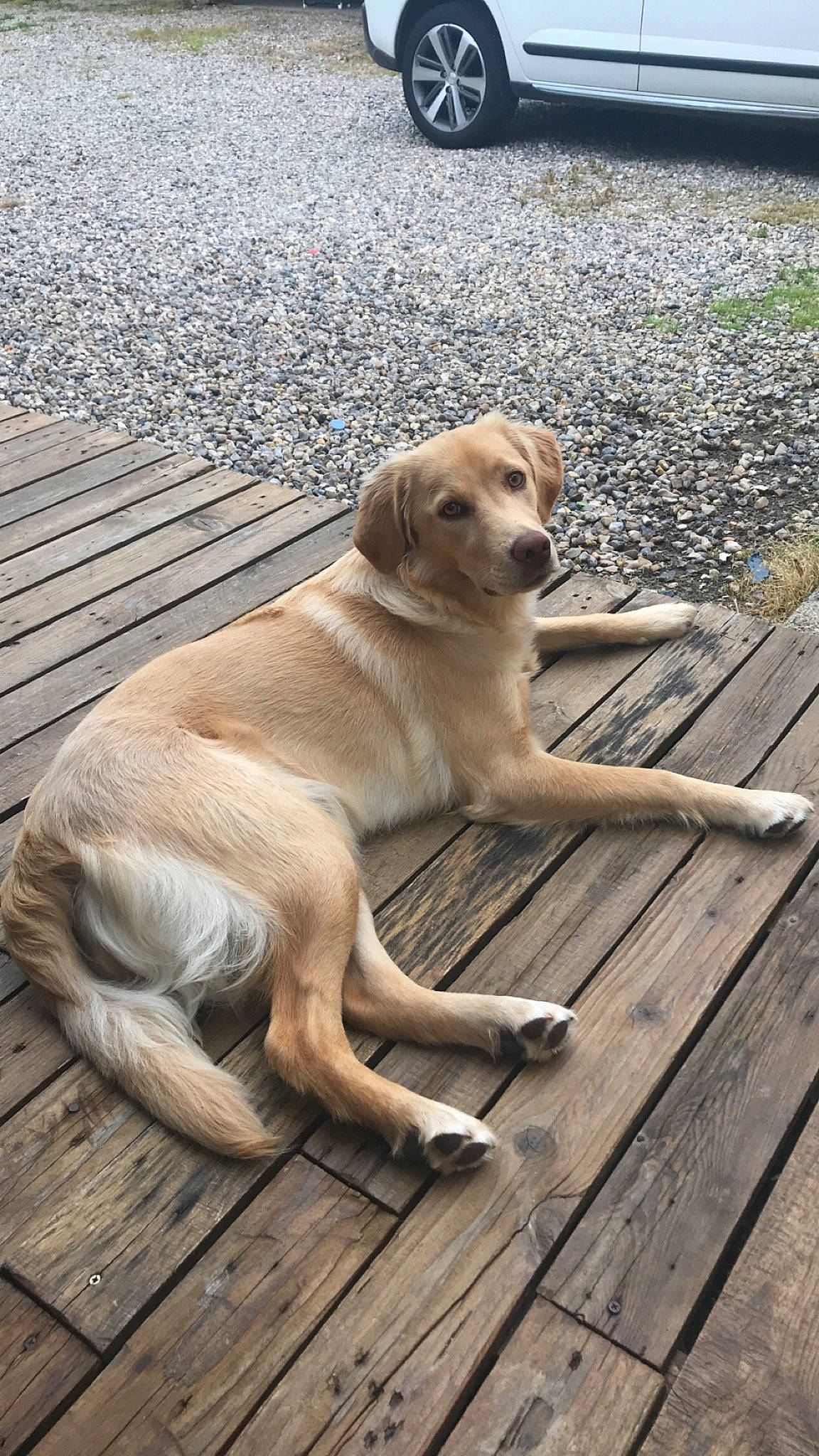 Ruby participe au concours pour gagner de l'argent avec cette photo : automotive_tire, carnivore, companion_dog, dog, dog_breed, fawn, floor, flooring, hardwood, pet_supply, plank, plant, road_surface, sidewalk, snout, tail, tire, wheel, wood, working_animal