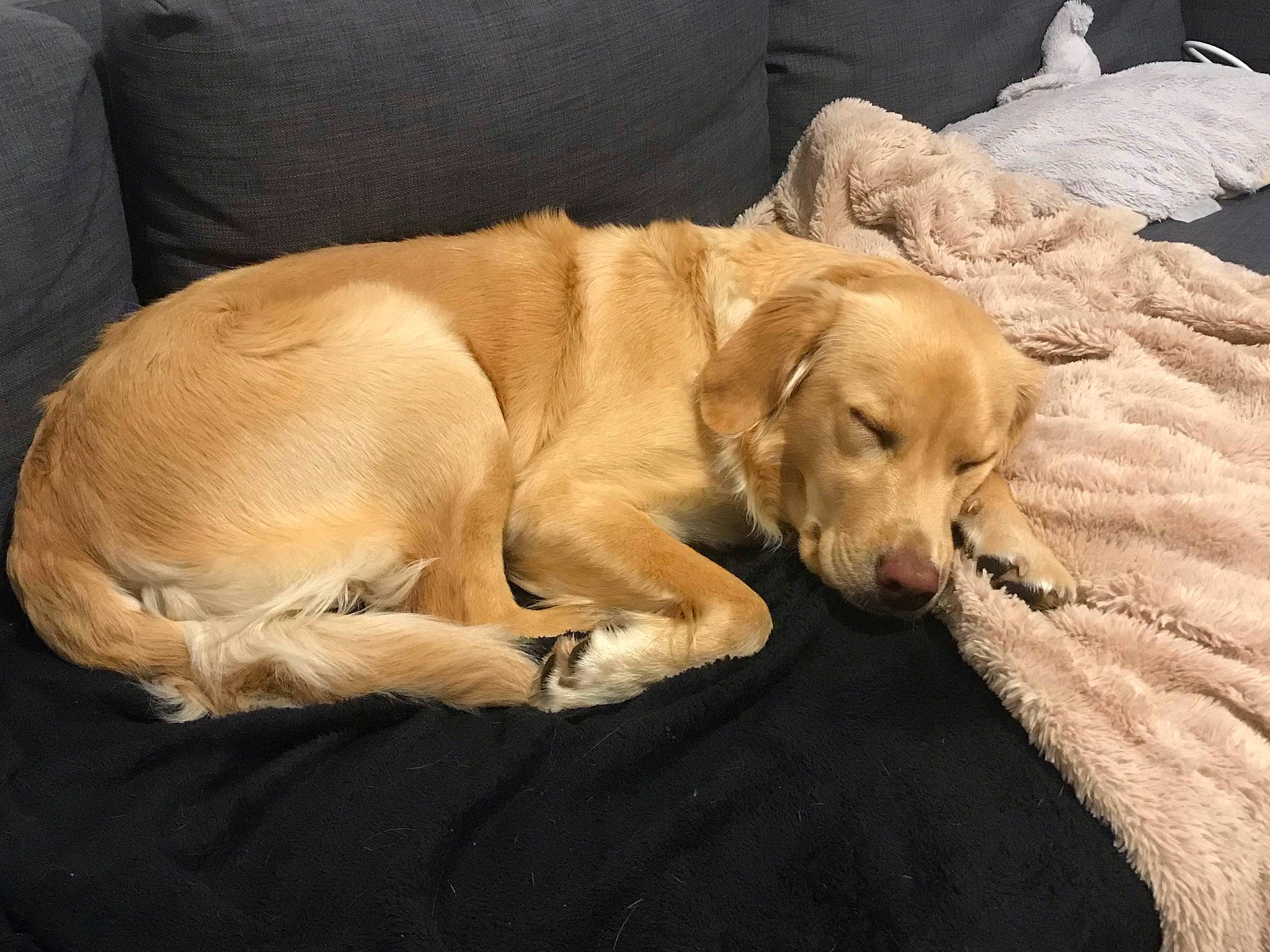 Ruby participe au concours pour gagner de l'argent avec cette photo : canidae, carnivore, comfort, companion_dog, dog, dog_breed, dog_supply, fawn, fur, guard_dog, gun_dog, hardwood, labrador_retriever, liver, plant, snout, tail, whiskers, wood, working_animal