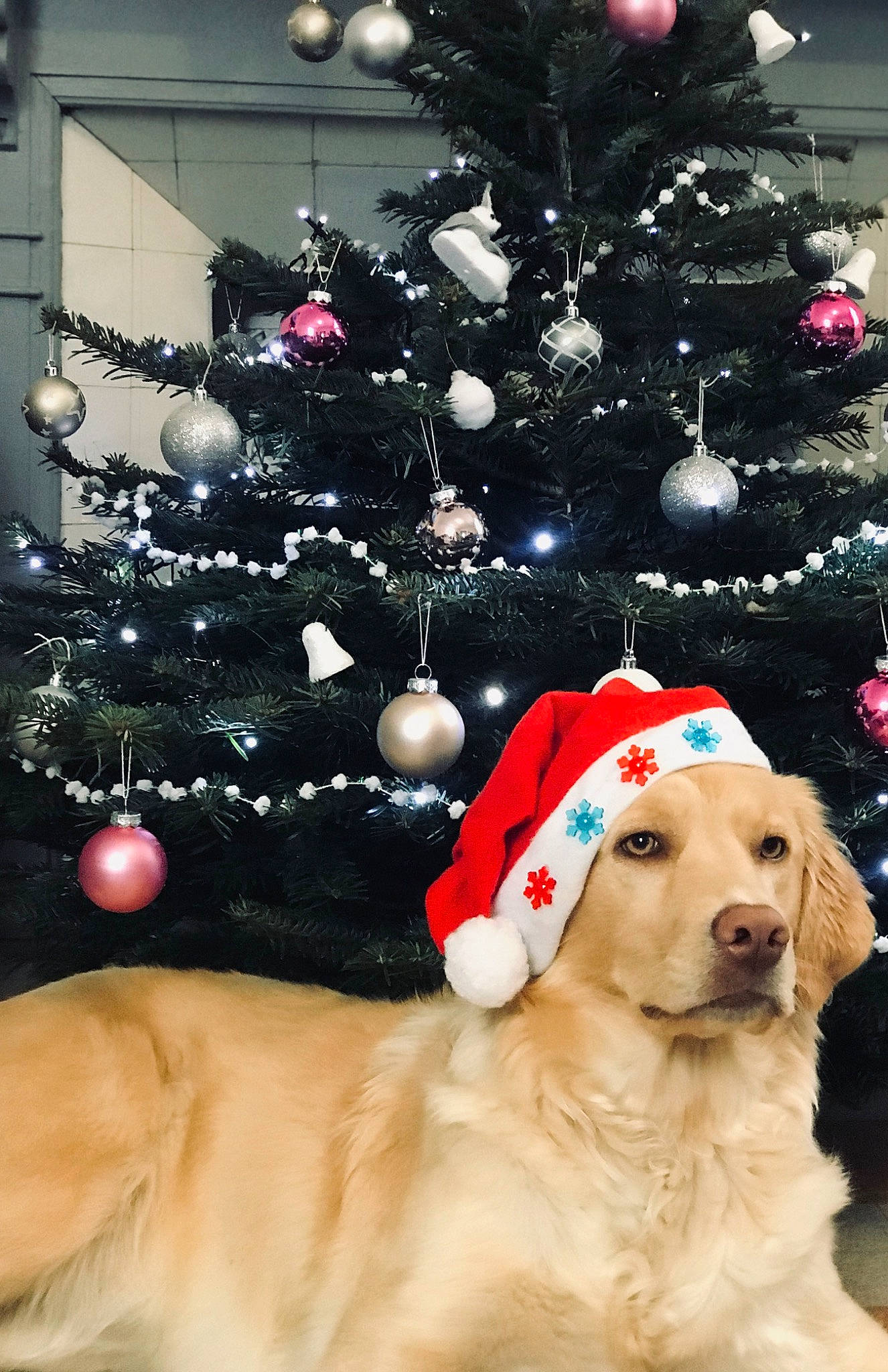 Ruby participe au concours pour gagner de l'argent avec cette photo : carnivore, christmas, christmas_decoration, christmas_eve, christmas_ornament, christmas_tree, companion_dog, dog, dog_breed, event, evergreen, fawn, hat, holiday, holiday_ornament, ornament, plant, tree, white, woody_plant