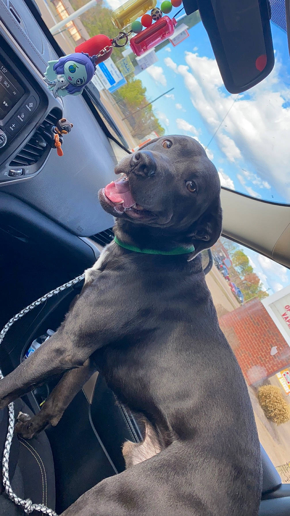 Rooter is registered to the contest to win money with this photo: auto_part, automotive_exterior, automotive_mirror, car, carnivore, collar, companion_dog, dog, dog_breed, dog_collar, fawn, gun_dog, liver, motor_vehicle, snout, sporting_group, vehicle, vehicle_door, windshield, working_animal