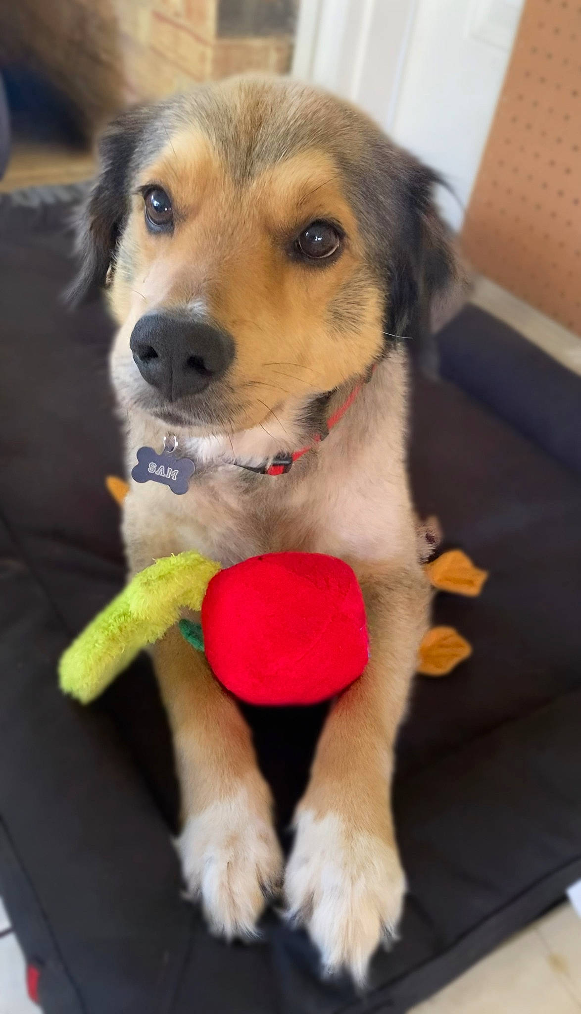 Sam joined the competition — help win amazing prizes! canidae, carnivore, collar, companion_dog, dog, dog_breed, dog_supply, dog_toy, fawn, flooring, fur, leash, paw, pet_supply, snout, sporting_group, tail, whiskers, working_animal, working_dog