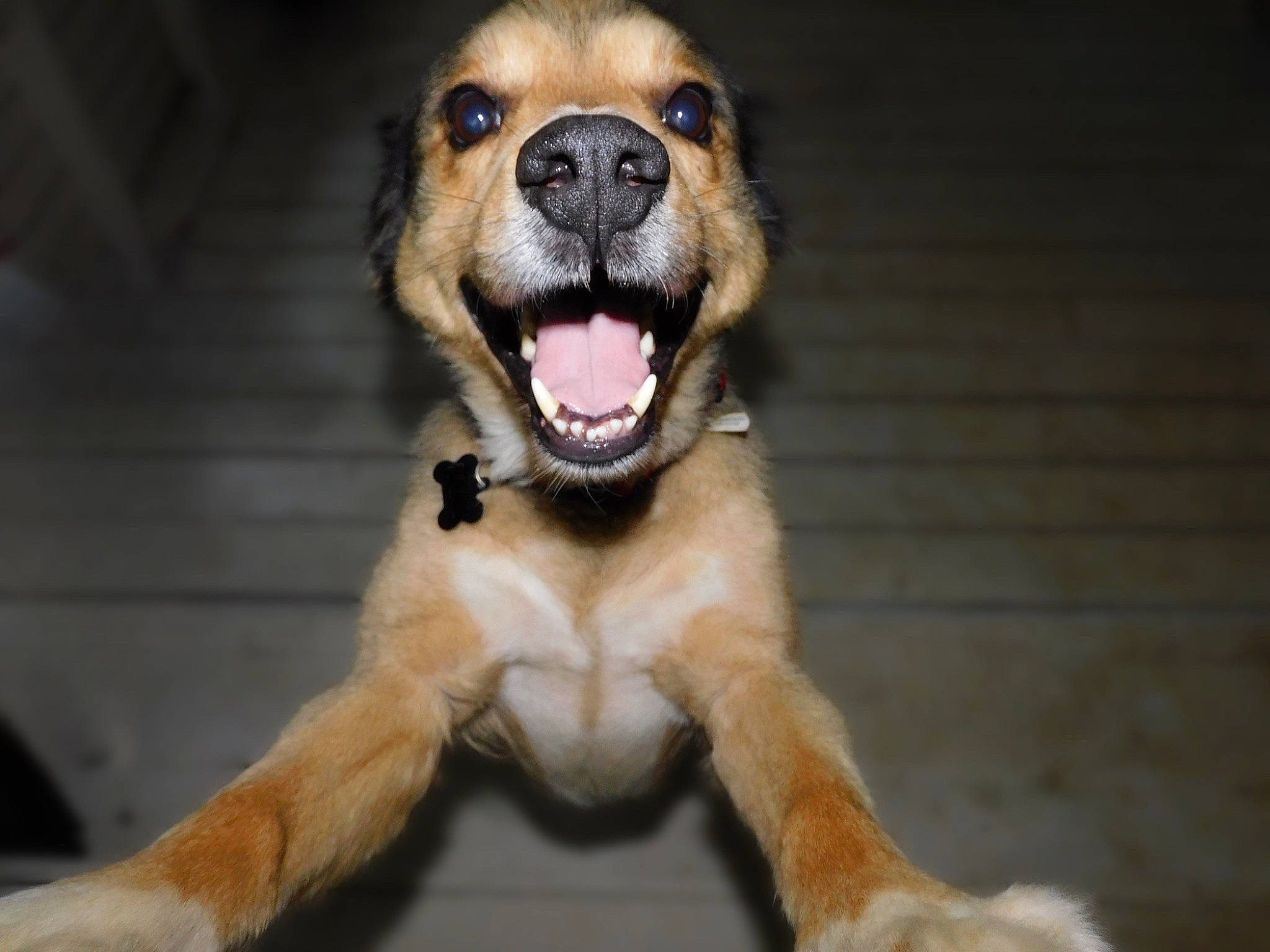 Sam is registered to the contest to win money with this photo: ball, canidae, carnivore, collar, companion_dog, dog, dog_breed, dog_collar, fang, fawn, fur, jaw, paw, smile, snout, street_dog, toy_dog, whiskers, working_animal, yawn